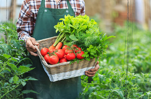 istock Farmer holding a basket with fresh vegetables 537701684