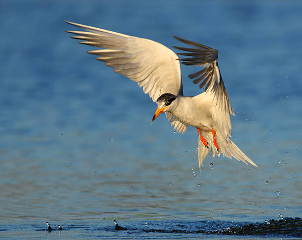 410+ Little Tern Stock Photos, Pictures & Royalty-Free Images - iStock