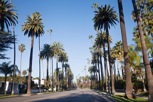 palm trees on Beverly Drive street in Beverly Hills
