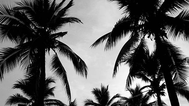 istock Black and white silhouette of coconut trees or palm trees. 537702042