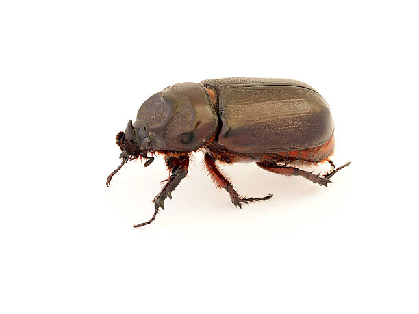 istock Female rhinoceros beetle, Rhino beetle, Hercules beetle, 537702126