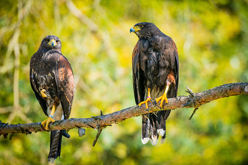 Two Harris hawks sitting on the branch in the woods.   