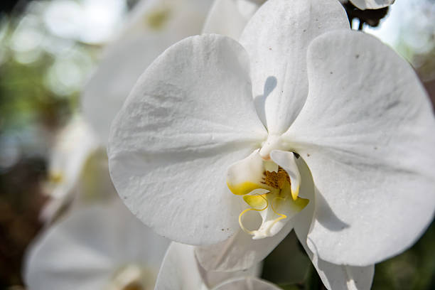 istock Beautiful Thai orchid flower 537702571