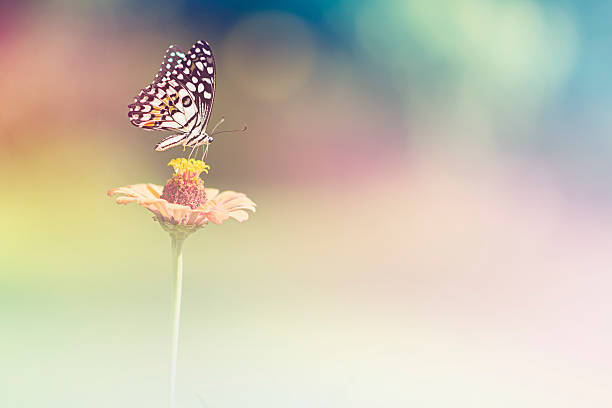 istock butterfly on flower pollens 537702734
