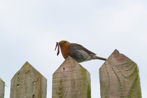 A robin sits on a fence showing off a large juicy worm.