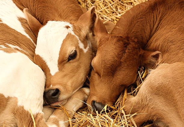 istock Baby Bovine Buddies 537703071