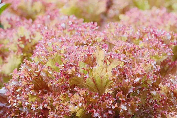 Red Coral hydroponics in vegetable garden