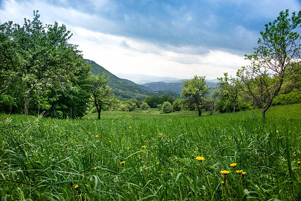 istock Dandelions and green grass and one big dark blue cloud 537703261