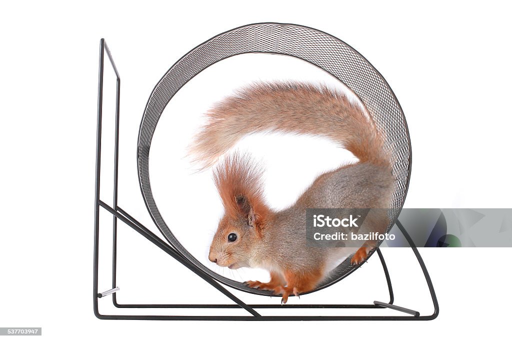 squirrel squirrel runs in a wheel on a white background Computer Graphic Stock Photo