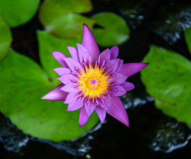 istock purple lotus in the pond 537704229