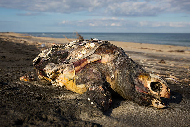 istock Sea turtle Caretta Caretta dead on the beach 537704247
