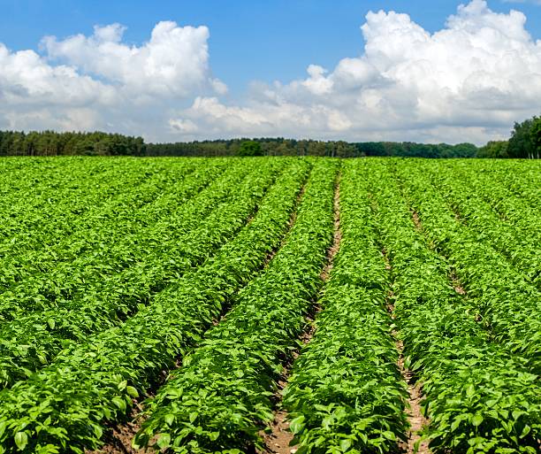 istock Rows of organic green lattuces 537704516