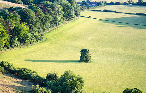 Tree in meadow A lone tree stands in the middle of a pasture field in the Blackmore Vale dairy farming region of North Dorset, England. blackmore vale stock pictures, royalty-free photos & images