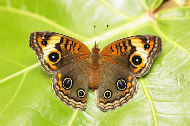 Photo of Common Buckeye butterfly resting on a leaf