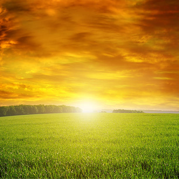 istock Beautiful sunset on green field 537707998