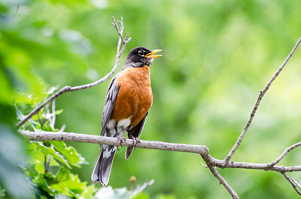 アメリカンヒタキ、turdus migratorius 、歌の木の枝 - american robin ストックフォトと画像