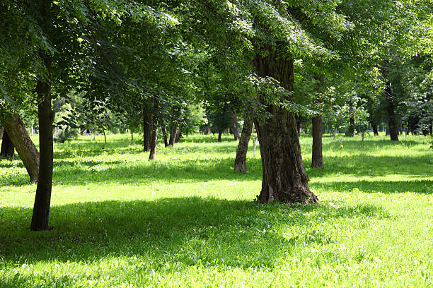 istock Trees in the park on a summer sunny day 537709284