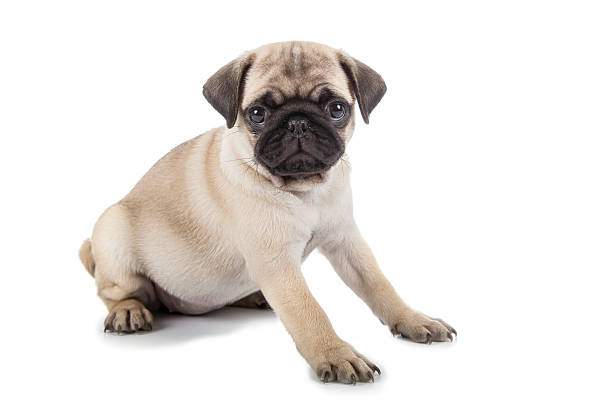 istock Small puppy pug sitting 537709474