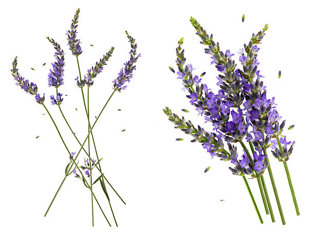 istock Lavender flowers isolated on white background 537709766