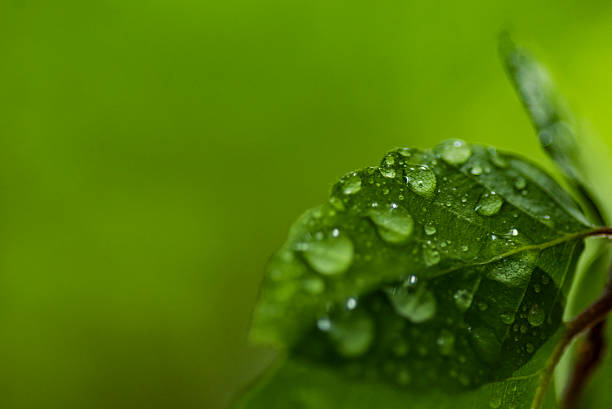 istock Green leaf with waterdrop - pure nature concept. 537709872