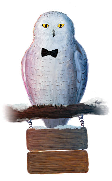 schnee-eule mit wegweiser auf weißem hintergrund - owl snowy owl snow isolated stock-grafiken, -clipart, -cartoons und -symbole