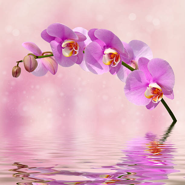 istock Orchid flowers over water abstract background 537710812