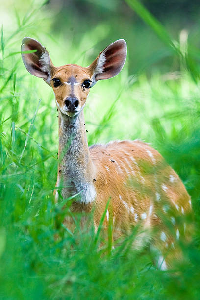 istock Wild Bush Buck Close Up 537711222