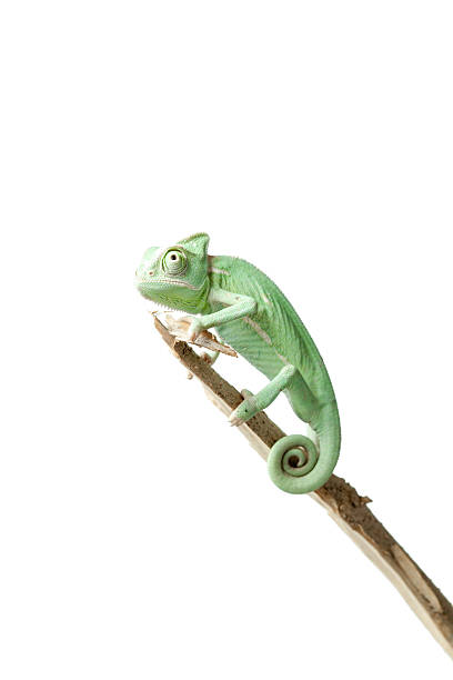istock Greenish chameleon on branch isolated on white background 537711226