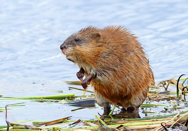 Muskrat in the spring The muskrat looks for a forage ashore ondatra zibethicus stock pictures, royalty-free photos & images