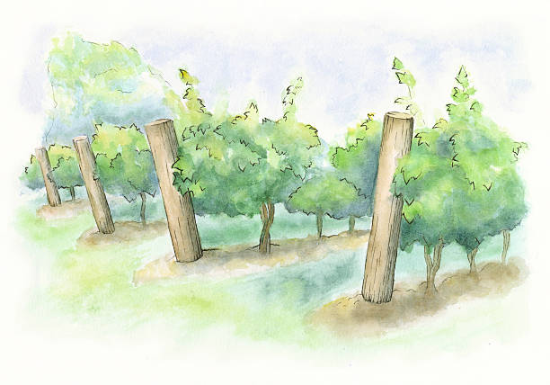 istock Watercolor Painting of a Vineyard - Raster Illustration 537711272