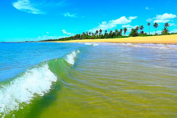 Tropical paradise:  Praia do Forte  bright translucent beach, Bahia, Brazil