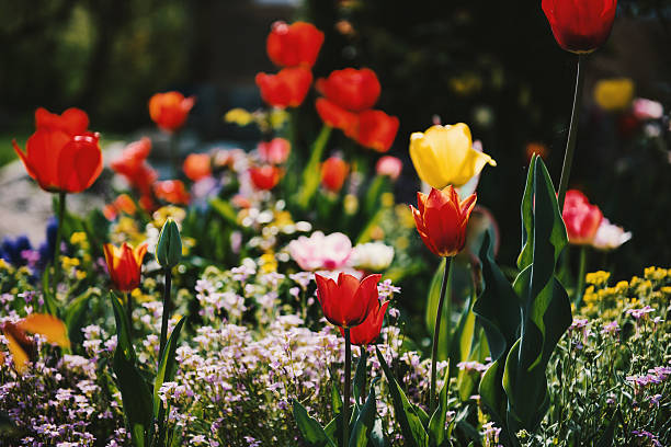 istock Tulips in a beautiful garden 537711598