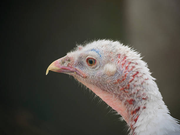istock Female Royal turkey 537711858
