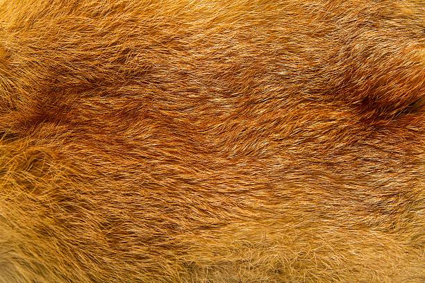 istock Closeup of beautiful red Fox fur 537713307