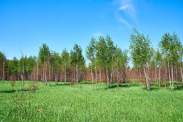 istock Beautiful young forest in summer day 537713396