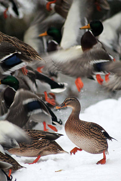 "Quackers" Ducks along a canal in Dorchester England in the snow dorchester on thames stock pictures, royalty-free photos & images