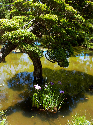 Otaguro Park, a public park in Suginami Ward, is one of the most popular gardens in Tokyo for its autumn leaf color. \nThe site of Otaguro Park was originally the residence of Mr. Motoo Otaguro, a music critic, but it has since been converted to a public park, free of charge, under the management of Suginami Ward Office of Tokyo Metropolitan Government.