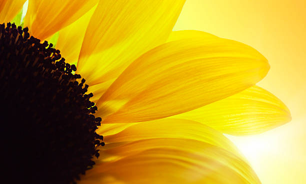 istock Macro Shot Of Sunflower 537714407