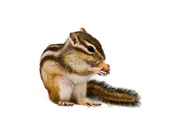 Chipmunk Squirrel on a white background. eastern chipmunk photos stock pictures, royalty-free photos & images