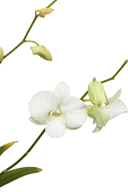 istock Pure White orchid on isolated white background 537715035