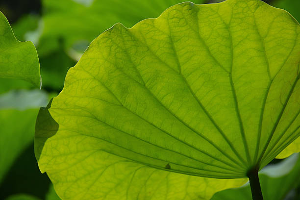 летний фон с зеленой лотос листьев - lotus japan water lily vegetable garden стоковые фото и изображения