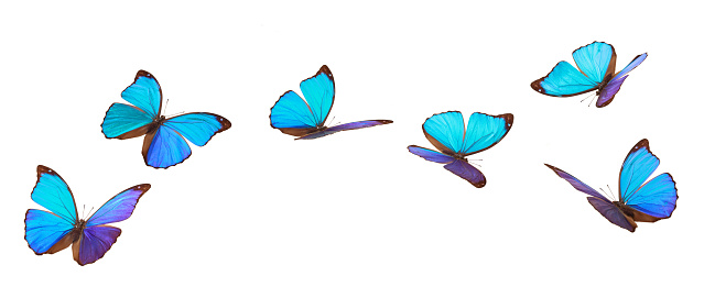 Closeup shot of blue tropical butterflies (Morpho Menelaus)  isolated on white background.