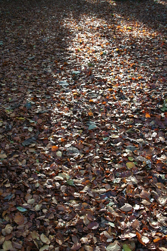 Forest floor covered with autumn leaves