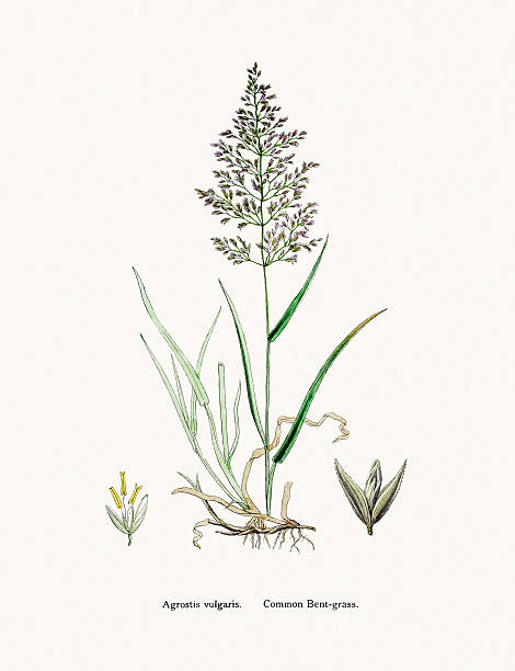 Bentgrass used to feed cattle Digitally restored image of an original antique illustration by Sowerby published in 1860s in The English Botany. agrostis stock illustrations