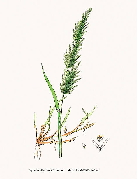 Bentgrass used to feed cattle Digitally restored image of an original antique illustration by Sowerby published in 1860s in The English Botany. agrostis stock illustrations
