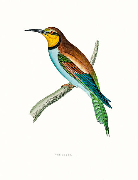 Bee Eater A photograph of an original hand-colored engraving from The History of British Birds by Morris published in 1853-1891. charadriiformes stock illustrations