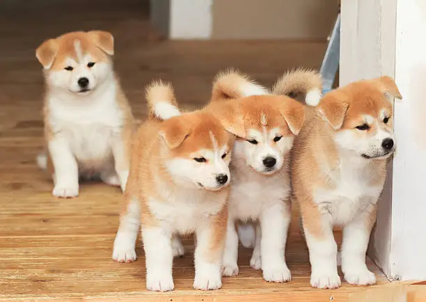 Four two months old puppies of Japanese akita-inu breed dog