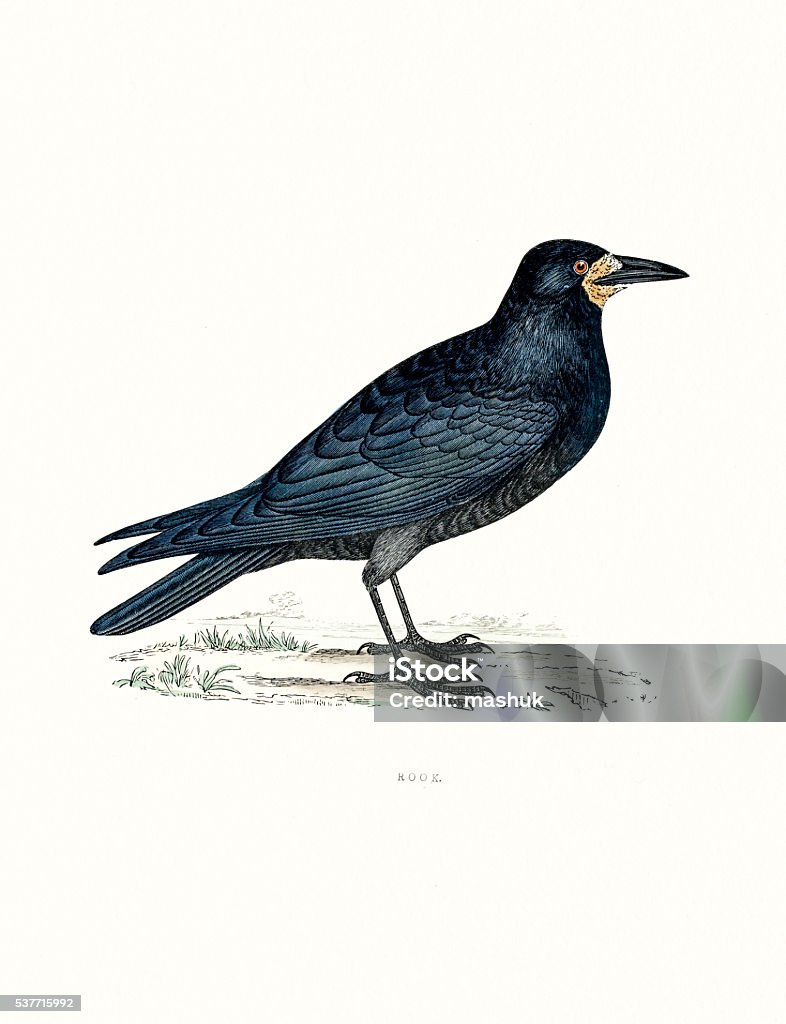British Rook Images Rook Stock Illustration - Download Image Now - Animal, Animal Migration ...