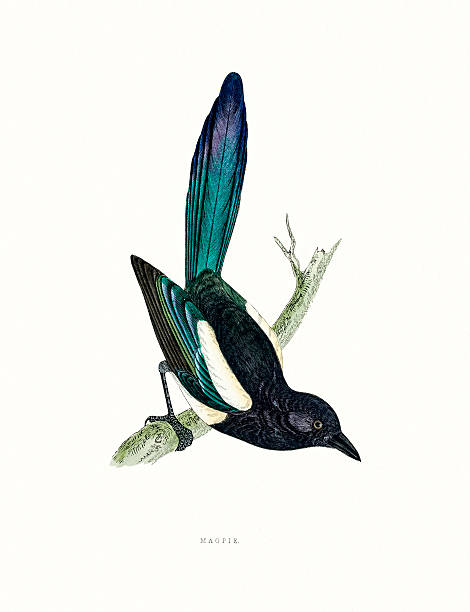 Magpie A photograph of an original hand-colored engraving from The History of British Birds by Morris published in 1853-1891. taxonomy stock illustrations