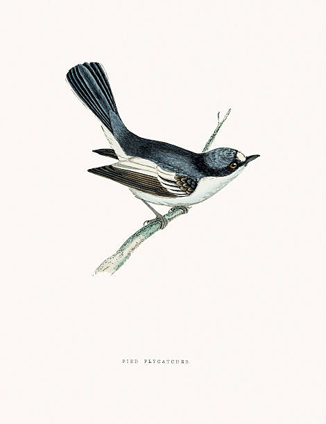 European pied flycatcher bird A photograph of an original hand-colored engraving from The History of British Birds by Morris published in 1853-1891. taxonomy stock illustrations